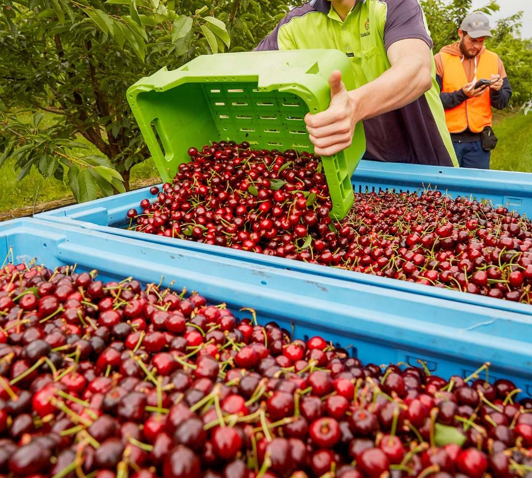 Koala Cherries tipping lug into bin edit