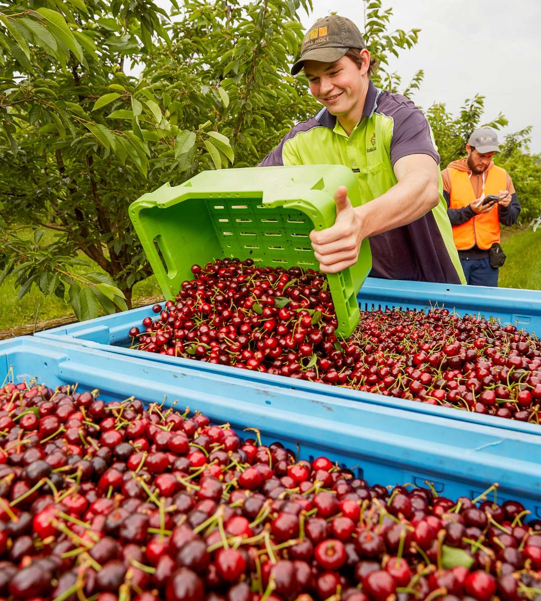 Koala Cherries tipping lug into bin